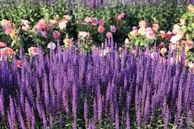 100 Seeds Munstead Lavender (Lavandula angustifolia) – Fragrant, Hardy English Lavender