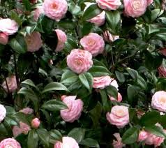 1 Pink Perfection Camellia Japonica | Live Starter Plant | Pale Pink Double Blooms | Evergreen Shrub for Shade Gardens | Zones 7b-10