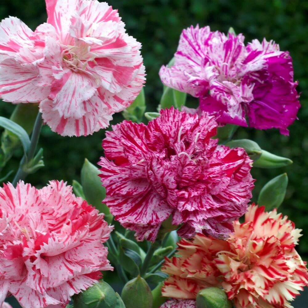 Double Picotee Mix Carnation (Dianthus caryophyllus) – Fragrant Blooms, Multi-Color Edges, Long-Lasting Flowers