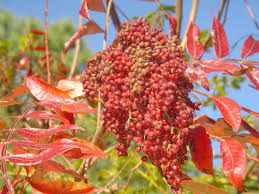 Winged Sumac Seeds – Rhus copallinum – 25 Seeds, Native Shrub, Drought-Tolerant, Pollinator-Friendly, Vibrant Fall Foliage
