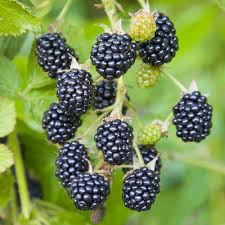 1 California Blackberry Plant - Live Bare Root Organic 10-15" Long