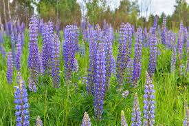 Large Leaf Lupine Seeds – Lupinus polyphyllus – 500mg (~20 Seeds), Colorful Spikes, Native-Style Perennial, Pollinator Friendly, Flower Beds