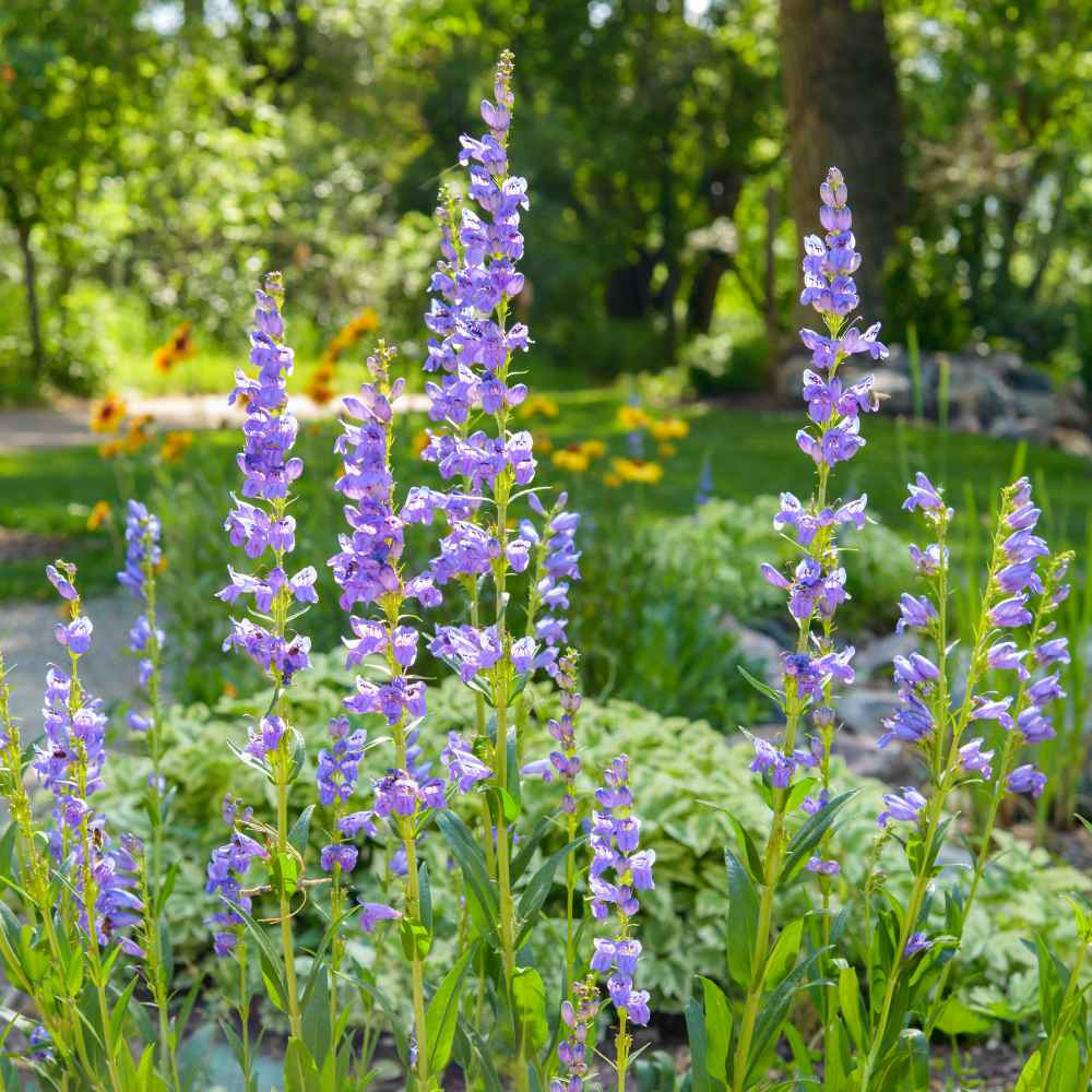 Penstemon Acuminatus Seeds – 100mg for Planting, Native Wildflower, Lavender-Blue Blooms, Drought-Tolerant, Pollinator-Friendly Perennial