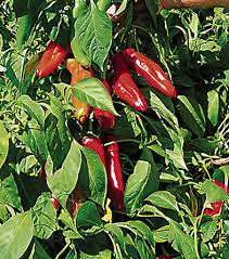 Ms. Junie Hot Pepper Seeds – 250mg for Planting, Caribbean-Style Pepper, Bold Heat, High Yield, Great for Sauces, Salsas & Cooking