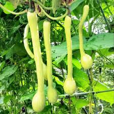 Tromboncino Squash Seeds – 25+ Seeds – Heirloom Climbing Zucchini for Trellises, Summer or Winter Harvest, and Edible Gardens – USA