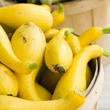 Early Summer Crookneck Squash Seeds – 10 Seeds for Planting, Heirloom Variety, Fast Growing, High Yield, Tender & Mild, Garden  Container
