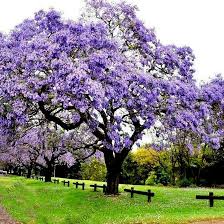 50 Royal Empress Tree Seeds - Fastest Growing Tree - Lavender Flowers - Shade Tree - Non-GMO - Paulownia tomentosa
