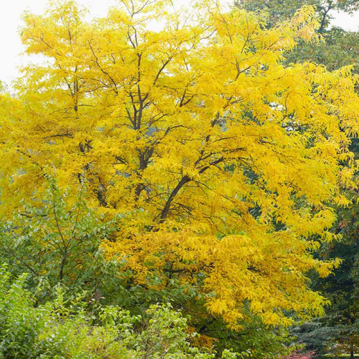 10 Honeylocust Tree Seeds (Gleditsia caspian) | Fast-Growing, Hardy Tree | Ideal for Shade, Landscaping, & Fast-Green Cover