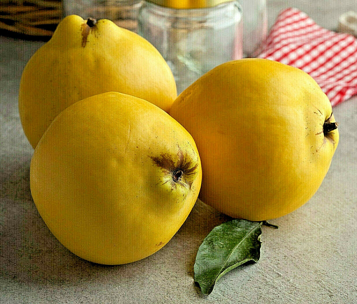 20 Common Quince Fruit Tree Seeds (Cydonia oblonga), Sweet Edible Fruits, Hardy Tree, Backyard Orchard, Garden Starter, Homegrown