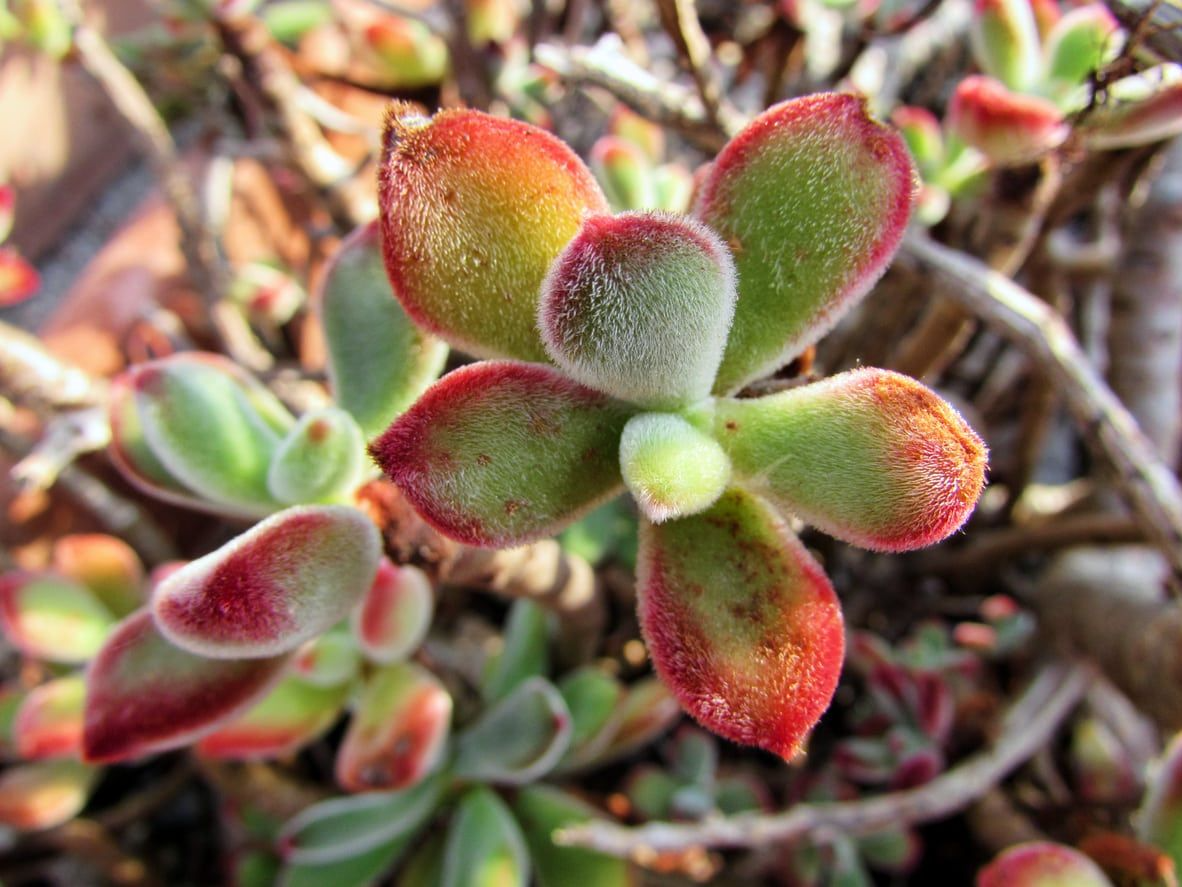 Echeveria pulvinata ‘Plush Chenille’ | 3 Rooted Cuttings 1" Live Fuzzy Succulent Plants | Red-Tipped Leaves, Drought-Tolerant, Easy-Care