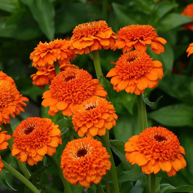 Zinderella Orange Zinnia Seeds – 100+ Double Orange Blooms – Bright Summer Flowers for Cut Bouquets, Pollinators & Garden Borders – USA