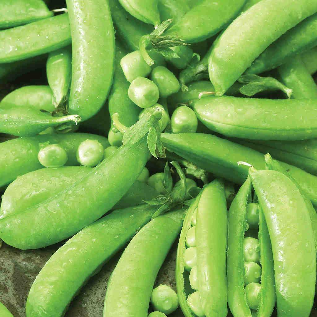 Pea Edible Pod Sugar Snap Seeds – 5g for Planting, Heirloom Variety, Sweet & Crisp, High Yield, Cold Hardy, Climbing Vine, Garden Container