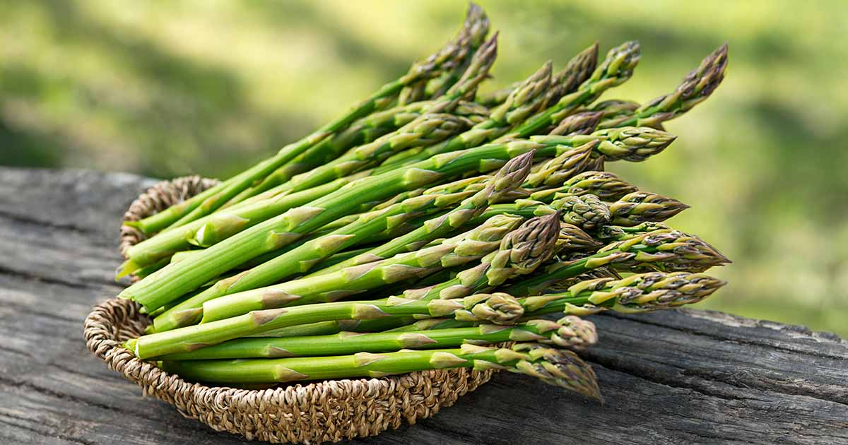 Bare Root Plants Millennium Live Asparagus, 2-Year Crowns, Asparagus officinalis, High Yield, Easy to Grow