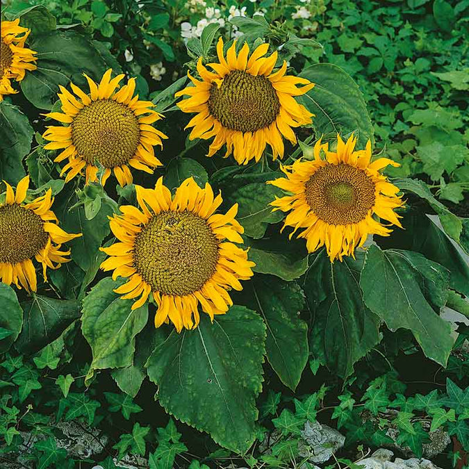 Sunspot Sunflower Seeds – 1g for Planting, Dwarf Variety with Large Yellow Blooms, Compact Size, Pollinator-Friendly Annual for Pots or Beds