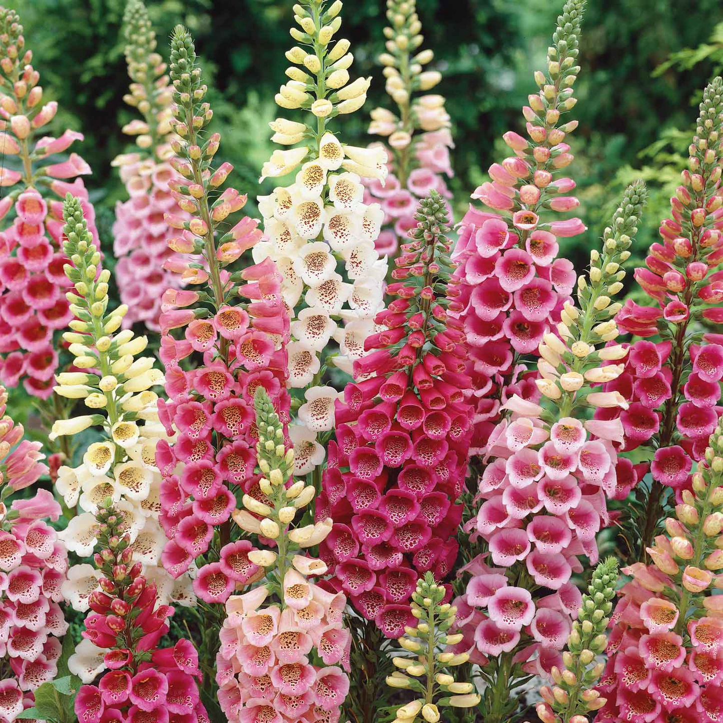 Excelsior Mix Foxglove Seeds | Tubular Blooms | Attracts Hummingbirds | Non-GMO |  | Zones 3-9
