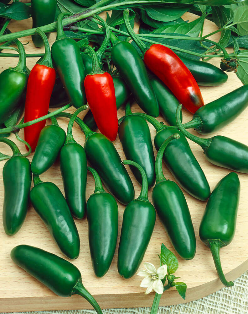 300mg Jalapeño Early Hot Pepper Seeds Capsicum annuum | Mild to Medium Heat, Non-GMO, Perfect for Salsas, Pickling, and Fresh Cooking
