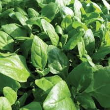 Spinach New Zealand Seeds – 1g for Planting, Heat-Tolerant, Fast Growing, High Yield, Tender & Nutritious Leaves, Great for Garden Container