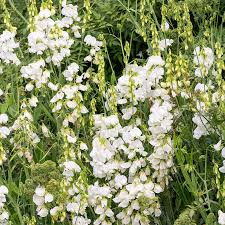 Everlasting White Sweet Pea Seeds – 50+ Perennial White Blooms – Climbing Vine for Trellises, Arbors, Cottage Gardens & Borders – USA