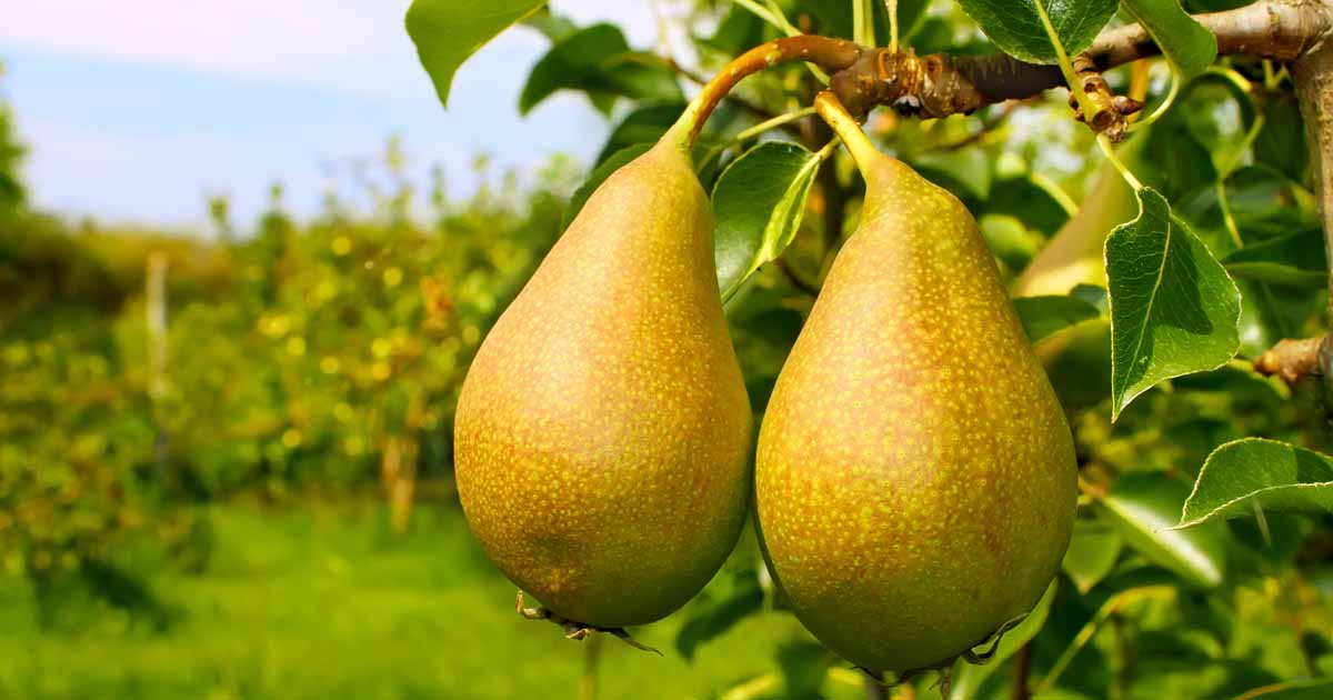 10 Bartlett Pear Tree Seeds (Pyrus communis) | Sweet Edible Pears | Grow Your Own Delicious Pear Tree, Perfect for Fruit Gardens & Orchards