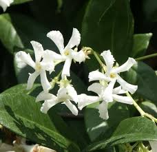 Trachelospermum Jasminoides | Star Jasmine | 7 Live 6” Unrooted Cuttings | Fragrant Vine, Evergreen, Fast-Growing, Flowering Plant