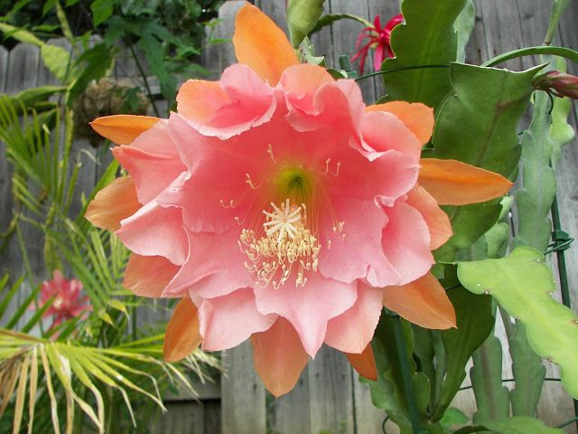 Epiphyllum 'Doris Pittman' | Unrooted Orchid Cactus Cutting (4-8") | Large Pink-Orange Blooms | Rare Variety