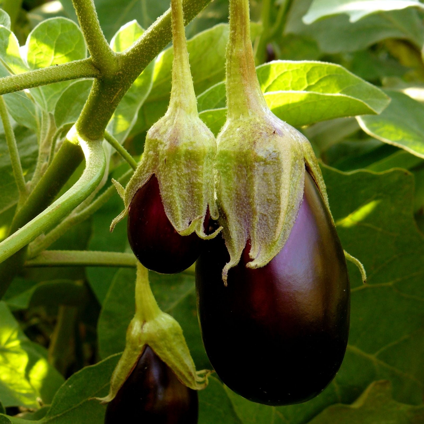 Eggplant Black Beauty Seeds – 300mg for Planting, Heirloom Variety, Large  Glossy, High Yield, Heat Tolerant, Garden & Container