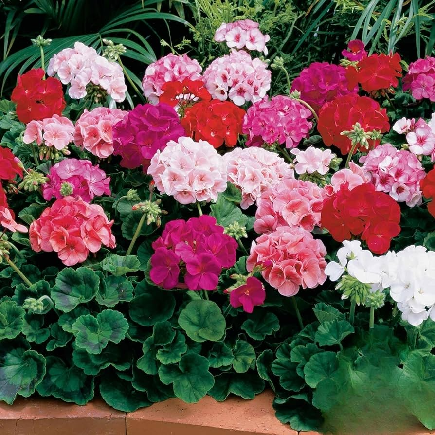 Maverick Mix Geranium Seeds – 25+ Seeds – Vibrant Zonal Pelargonium Mix for Garden Beds, Containers, and Summer Flower Displays – USA
