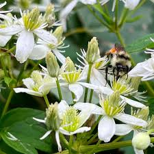 Clematis Virginiana Seeds – 100mg for Planting, Native Flowering Vine, White Starry Blooms, Pollinator Friendly, Fast-Growing Climber