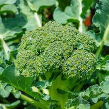 300 Seeds Broccoli Green Sprouting Calabrese - Brassica oleracea | Heirloom Seeds for Planting, Gardening & Nutritious Harvests