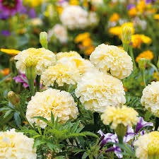 Moonlight Marigold - Tagetes Erecta - Pale Yellow Blooms - Elegant Marigold Variety for Pollinator-Friendly Gardens
