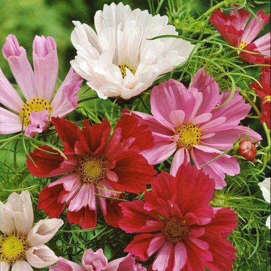 Seashells Cosmos Seeds - Non-GMO, Tubular Petals, Pink/White/Red Blooms, Attracts Pollinators, Fast Growing,