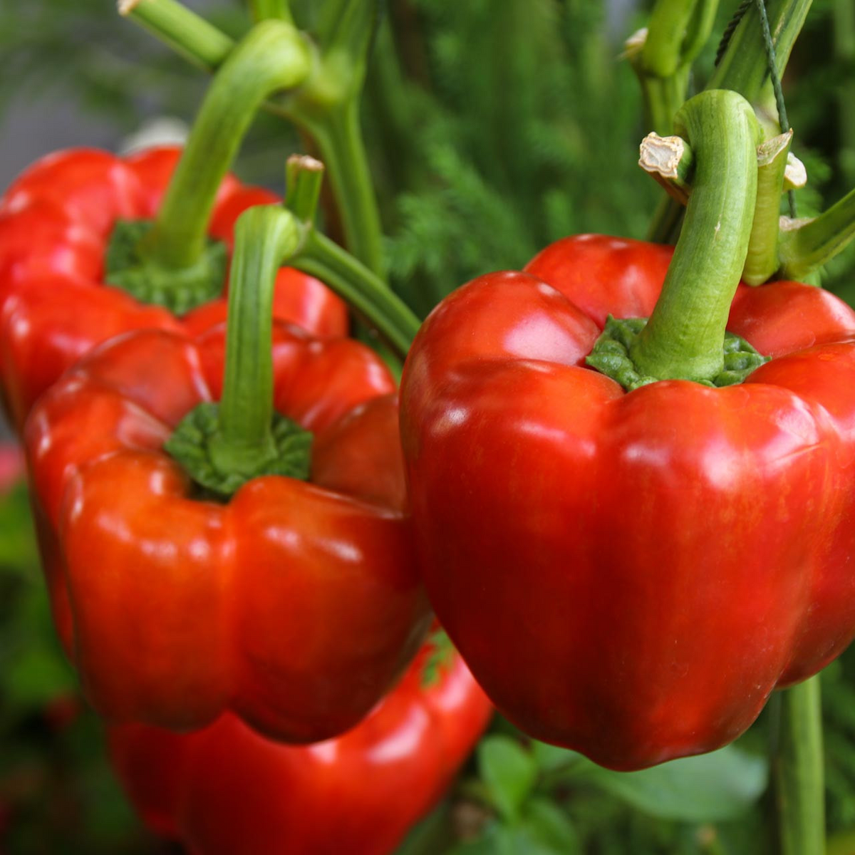 300mg California Wonder 300 Sweet Bell Pepper Seeds Capsicum annuum | Non-GMO, Heirloom, Thick-Walled, Sweet Flavor, High Yield