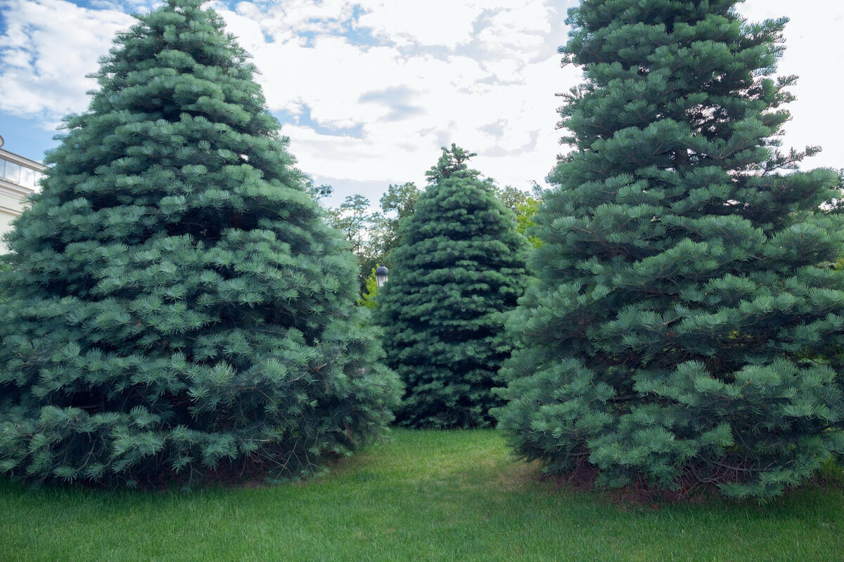 30 California White Fir Tree Seeds (Abies Concolor) | Pine, Evergreen, Hardy Conifer for Landscaping, Reforestation & Garden