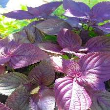 Perilla Red Aka Shiso Seeds – 500mg for Planting, Heirloom Herb, Bold Flavor, High Yield, Heat Tolerant, Garden & Container