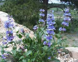 Payette Penstemon Seeds – Penstemon payettensis – 100mg for Planting, Native Blue Wildflower, Drought-Tolerant Pollinator-Friendly Perennial