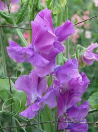 Eclipse Sweet Pea Seeds – 50+ Seeds – Deep Purple to Black Blooms for Trellises, Arches, Cut Flowers & Cottage Gardens – USA