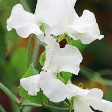 Lucy Hawthorne Sweet Pea Seeds – 50 Lavender-Blue Blooms – Climbing Vine for Trellises, Bouquets, Cottage Gardens & Vertical Displays – USA