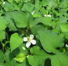 20 Live Fish Mint Plants, Houttuynia cordata, Bare Root Asian Herb, Perennial Ground Cover