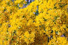 Oligoneuron rigidum Seeds – Stiff Goldenrod – Native Perennial Wildflower with Bright Yellow Blooms for Pollinators, Meadows, and Prairies