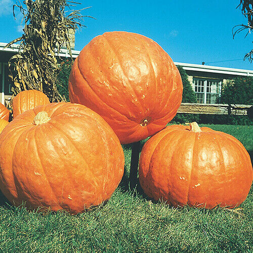 10 Seeds Big Max Pumpkin (Cucurbita maxima) – Giant Pumpkin Variety for Carving, Baking, and Fall Displays