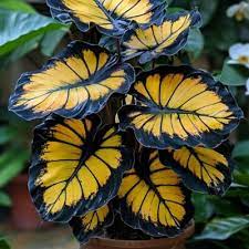 Sunburst Calathea Seeds (Calathea sp.) | 25 Seeds | Exotic Tropical Foliage for Indoor & Outdoor Gardens