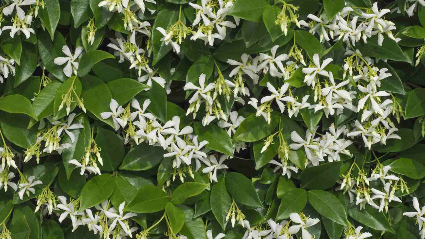 Star Jasmine Cuttings - 7 Live 6" Unrooted Cuttings, Fast-Growing, Fragrant White Blooms, USDA Zones 8-10