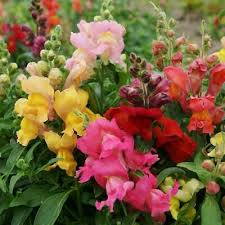 1000 Seeds Snapdragon MAGIC CARPET Mix Multicolored Blooms, Non-GMO, Butterflies, Antirrhinum Majus, Flowering Plants, Garden, Perennial