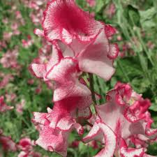 Phoebe Sweet Pea Seeds – 50+ Seeds – Vibrant Rose Blooms for Trellises, Arbors, Cottage Gardens & Cut Flower Bouquets – USA