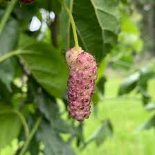 Tehama Mulberry Scion Cuttings (3) - 8" Unwashed, Sweet Large Non-Staining White Mulberry Fruit