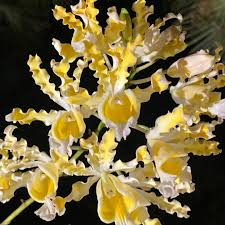 Myrmecophila Brysiana ‘Dudenick’ Orchid | Rare Epiphytic Species | 4” Potted Large Seedling | Tropical Blooms | 2 Years to Flower