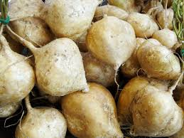 True Jicama Seeds – 5 Seeds for Planting, Crisp & Sweet Root, High Yield, Heat Tolerant, Long Growing Season, Garden Field