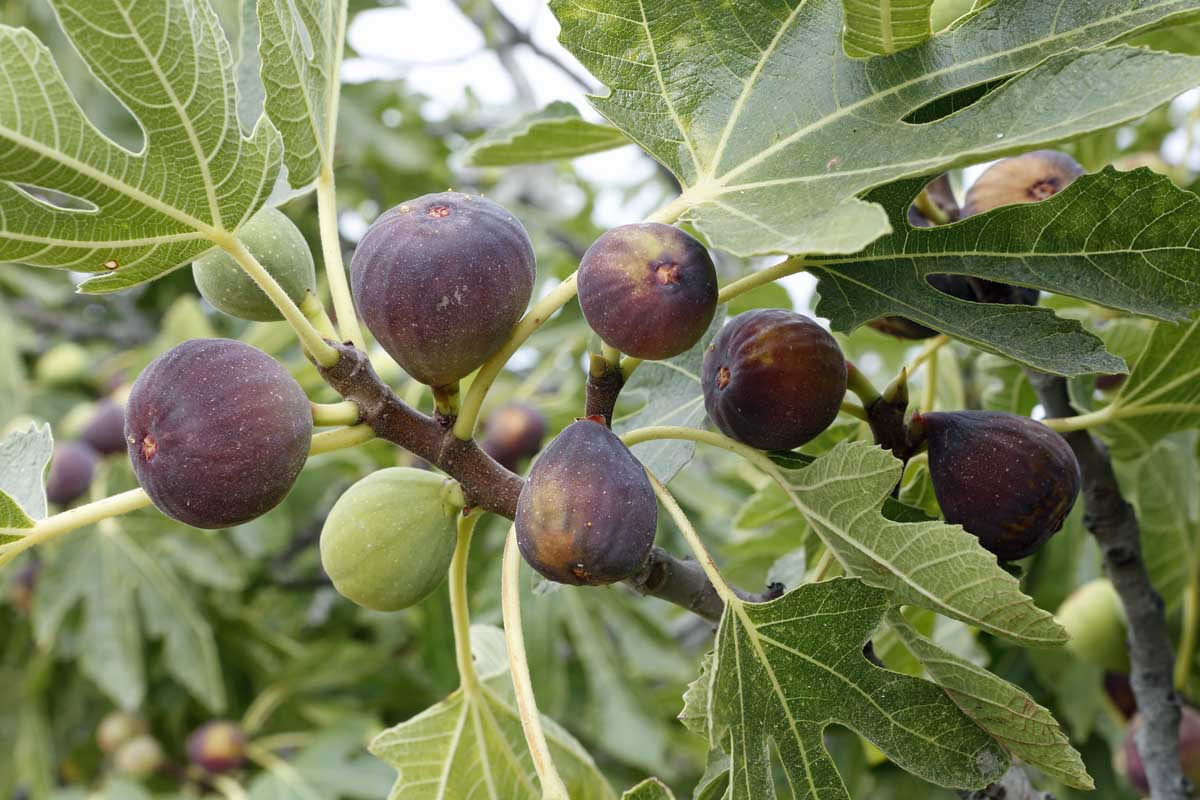 Olympian Fig Seeds – 100+ Heirloom Fruit Tree Seeds, , Cold-Hardy, Sweet Purple Figs, Container or Garden Growing