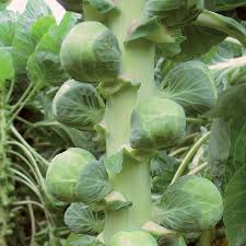 500+ Nautic F1 Brussels Sprouts Seeds – High-Yield Hybrid for Garden & Fall Harvest