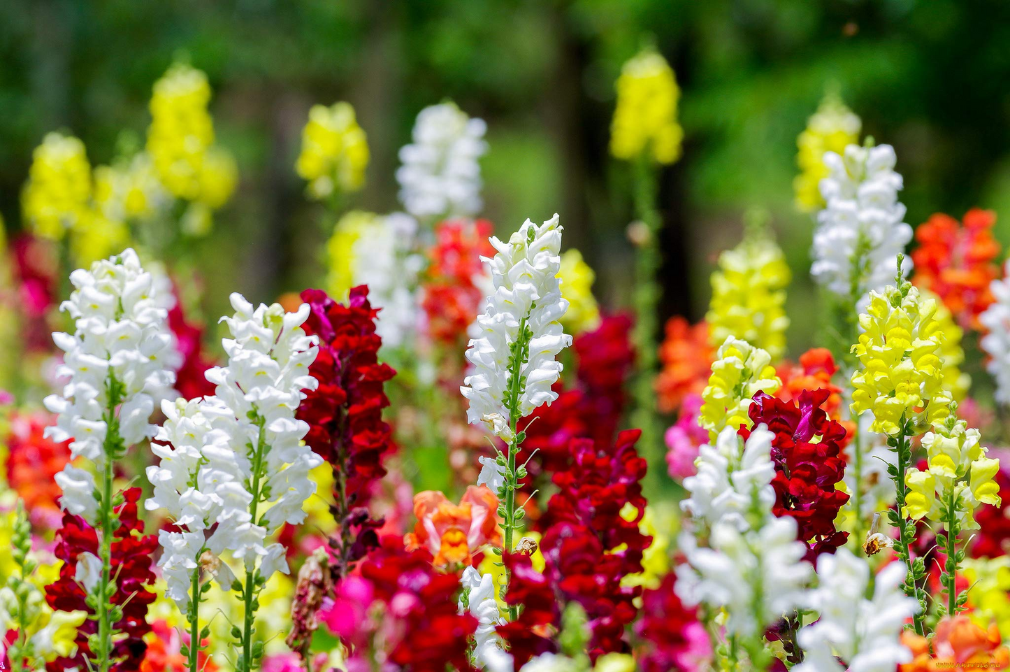 Cinderella Snapdragon Seeds (Antirrhinum majus) | 1000+ Seeds | Delicate Pastel Blooms for Garden & Cut Flowers